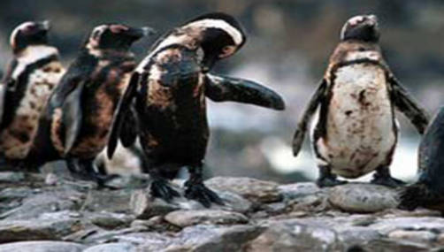 Pingüinos afectados por el petróleo