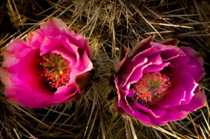 Cactus medicinal - cactus purpura en flor