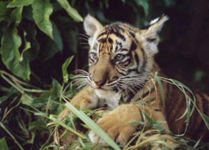 Tigre de Sumatra - Foto: WWF-Canon/Alain Compost