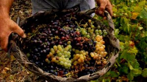 Vinos Caseros de Lavalle - Uvas de Lavalle seleccionadas conforme las reglas establecidas para el uso de la marca colectiva