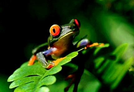 Marcas colectivas y Biodiversidad - Rana tropical