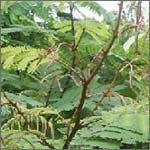 Acacia concinna - The powdered form is used as the primary cleansing agent in Shikakai Shampoos. It's extract is used in place of soaps and harsh detergents
