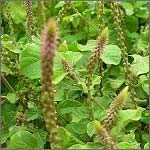 Achyranthes Aspera - Considered as a valuable herb for indigenous medicine, Achyranthes aspera is reported to be astringent, pectoral , pungent, and diuretic