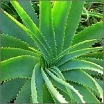 The role of Aloe Vera does not limit itself to only skin care and cosmetology but surprisingly a remedy to many ailments